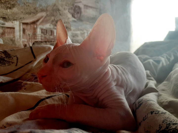 другая котэ♡