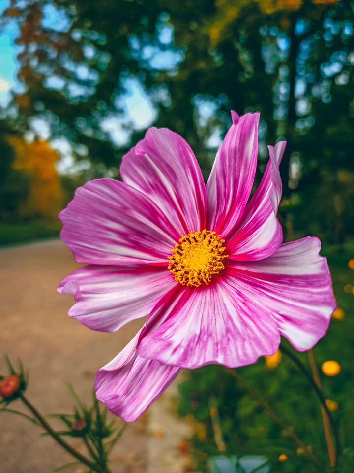 flower