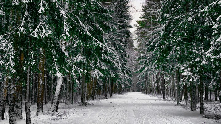 Winter Forest