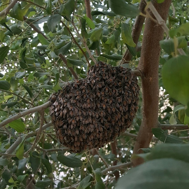 Bee hive