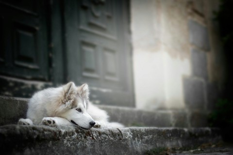 Dog