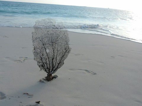 coral