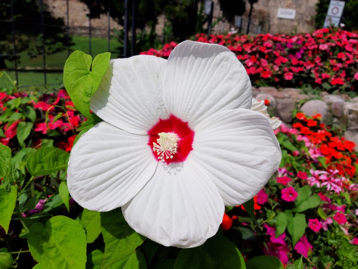 fiore