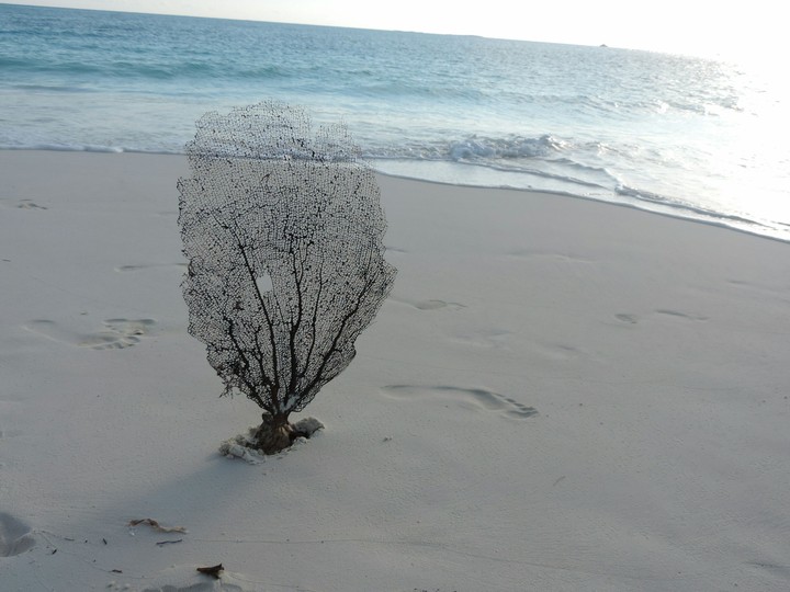 coral