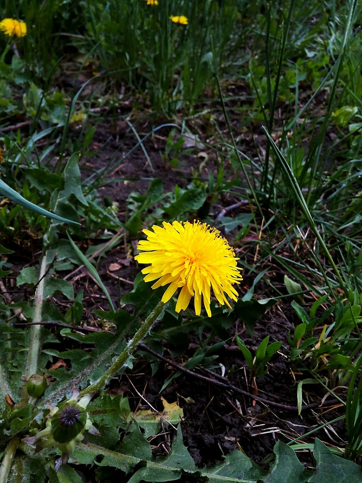 Dandelion