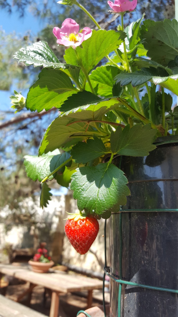 fragolina