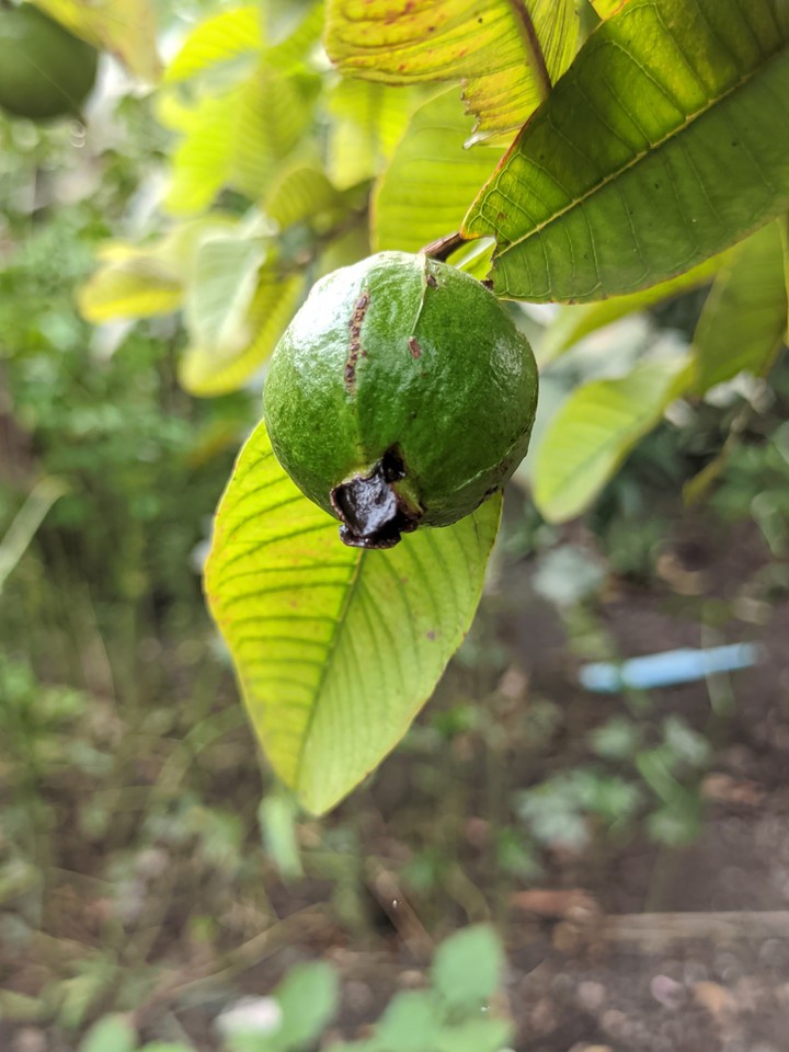 guava