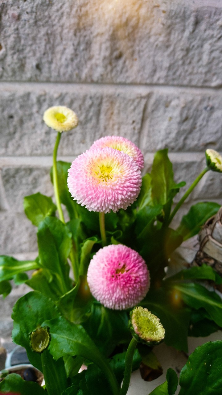 Bellis perennis