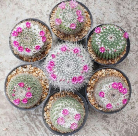 fonds d'écran food, cupcake