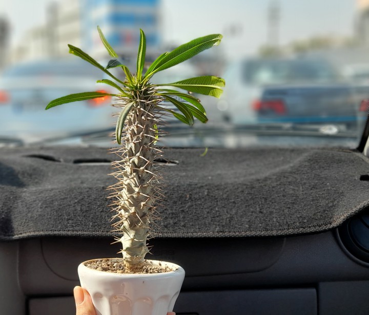 Palm of Madagascar