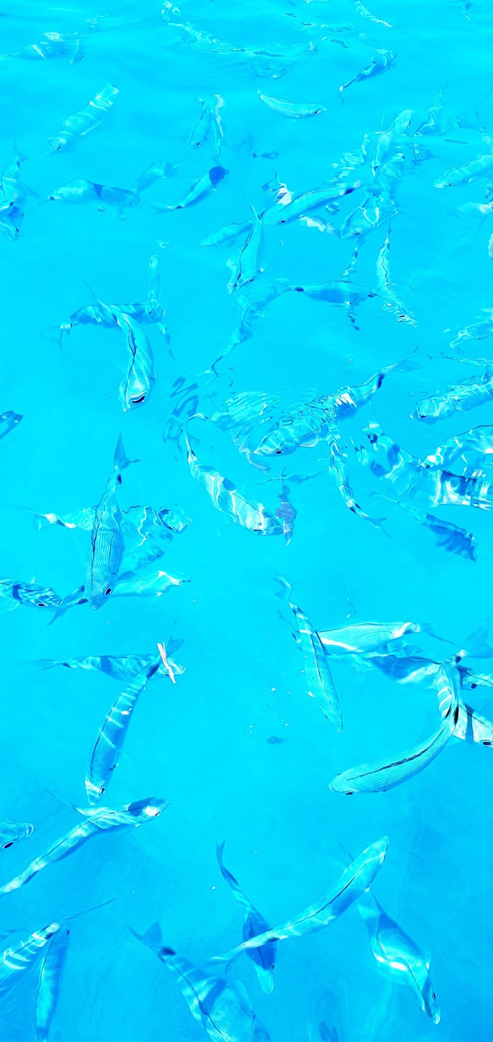 sea life