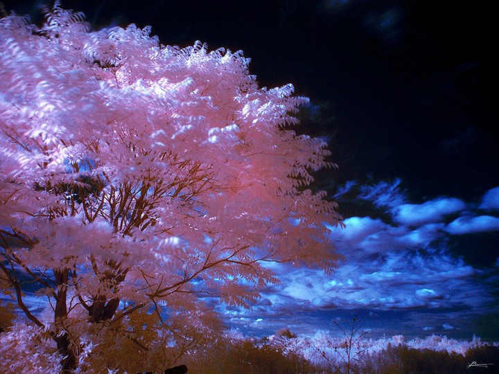 pink