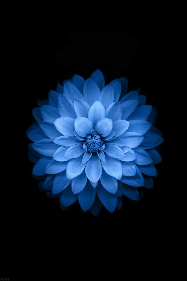 phool