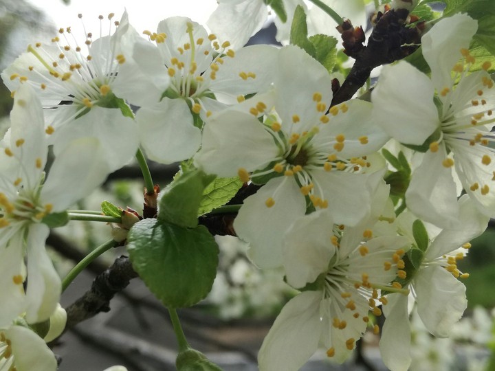 cherry blossom