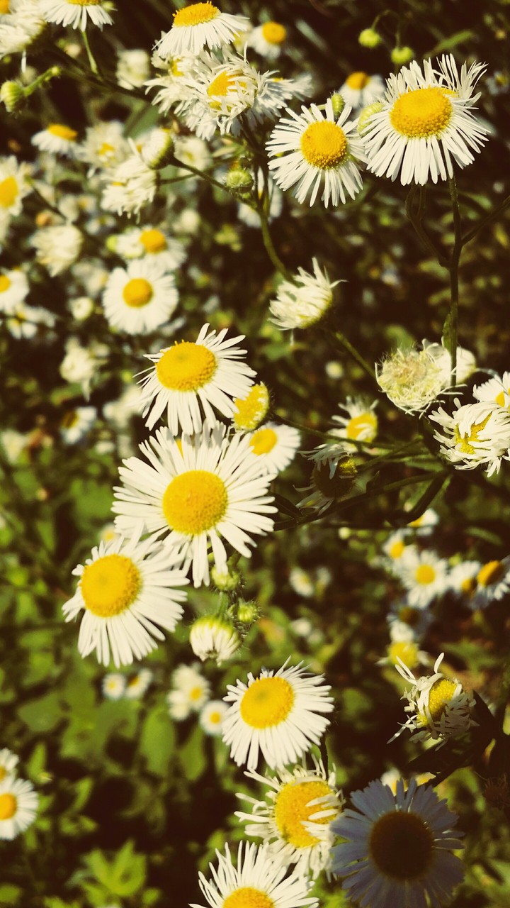 Little Flowers