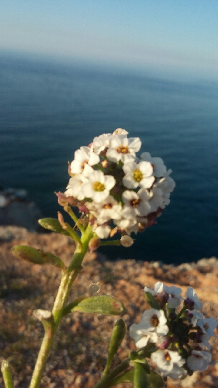 fleur