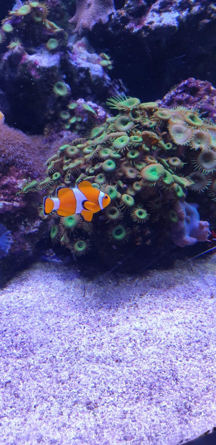 Nemo!
