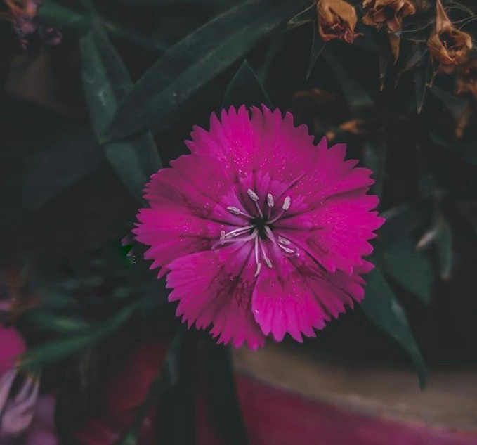flowers