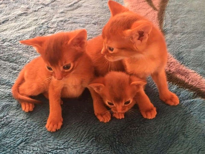 together with red cats