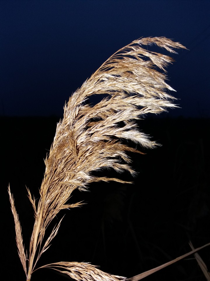 Bulrush