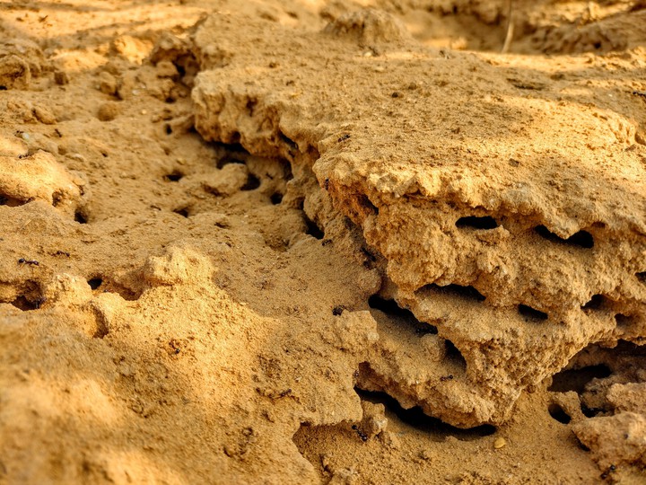 ant colony
