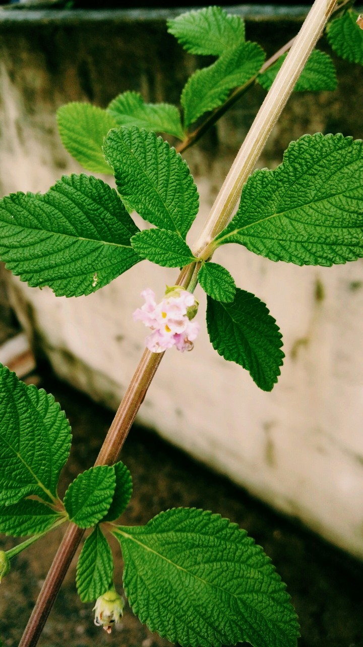 #Flor