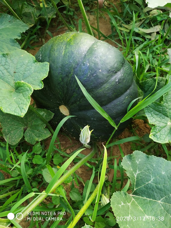 farm life