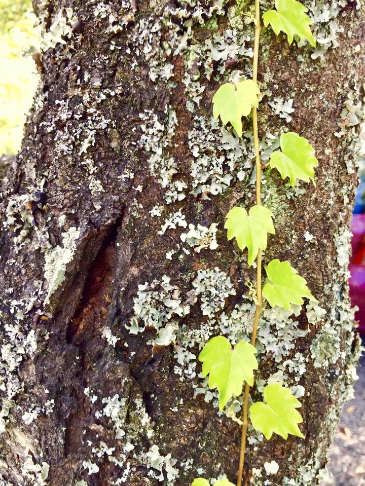 Korea tree