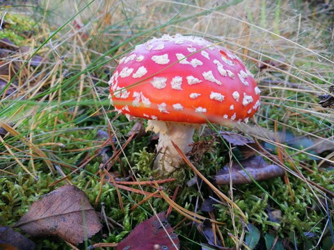 mushroom, agaricomycetes wallpapers