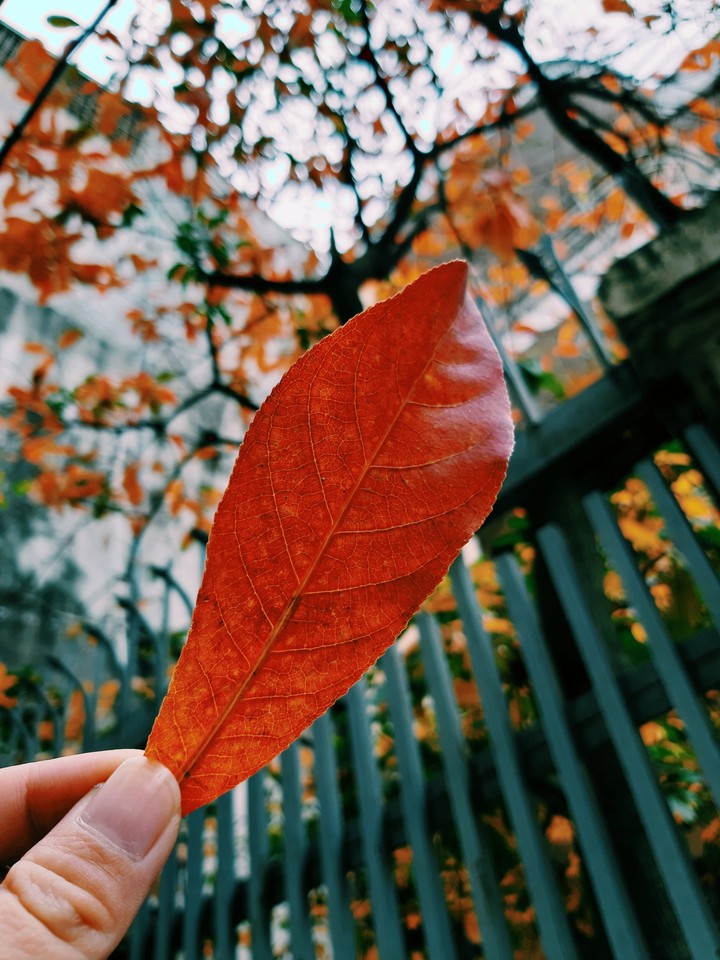 Fall feels
