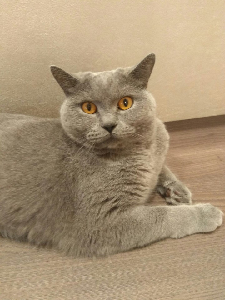 my cat