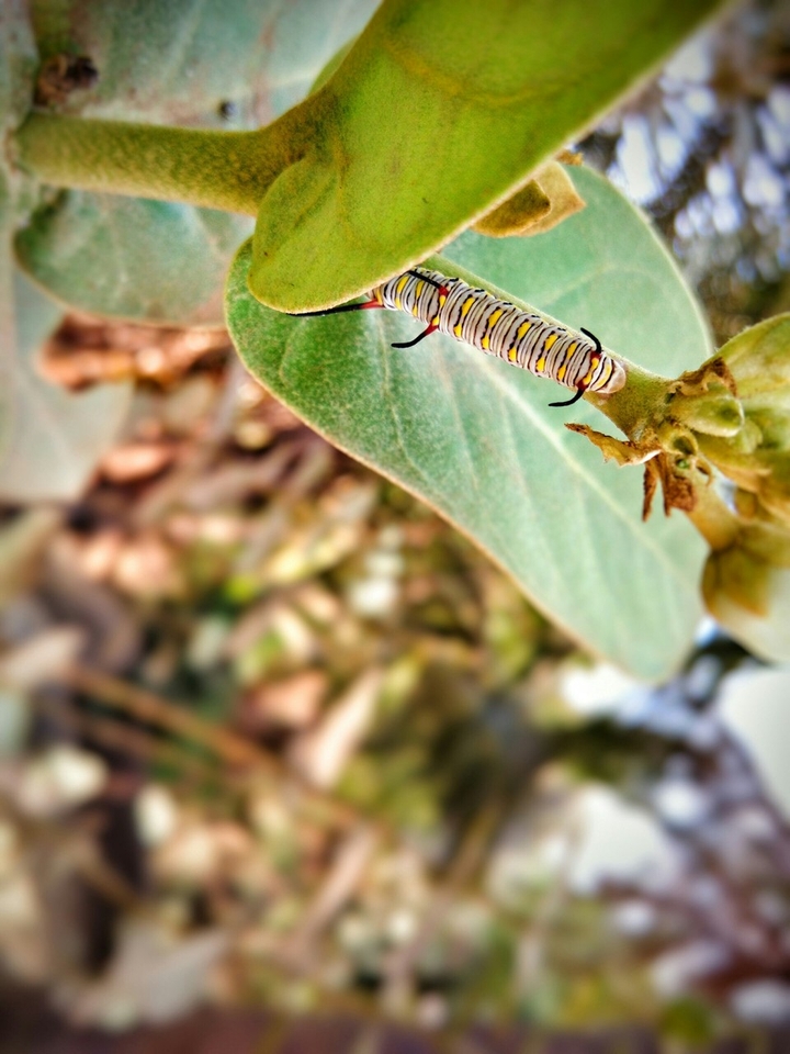 insects 