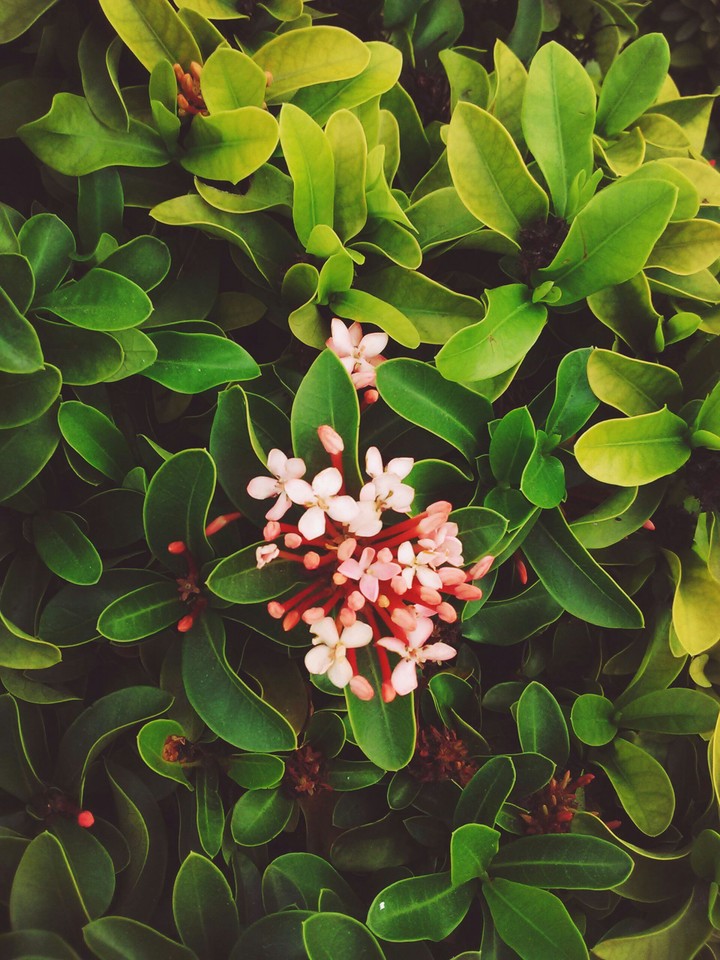 floral