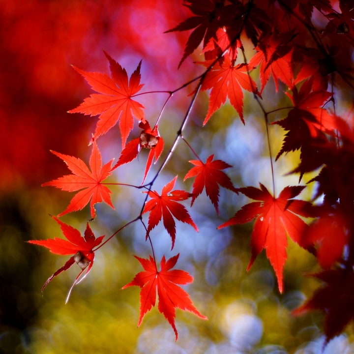 autumn