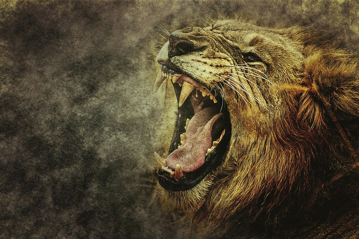 Leo