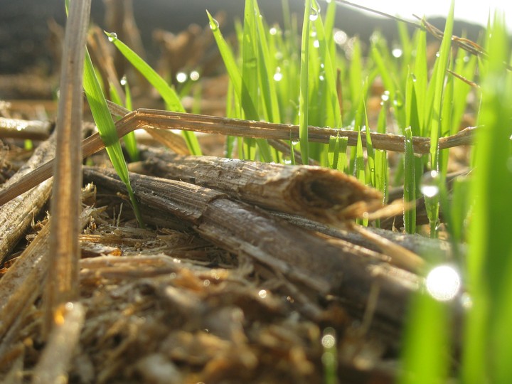 wet soil