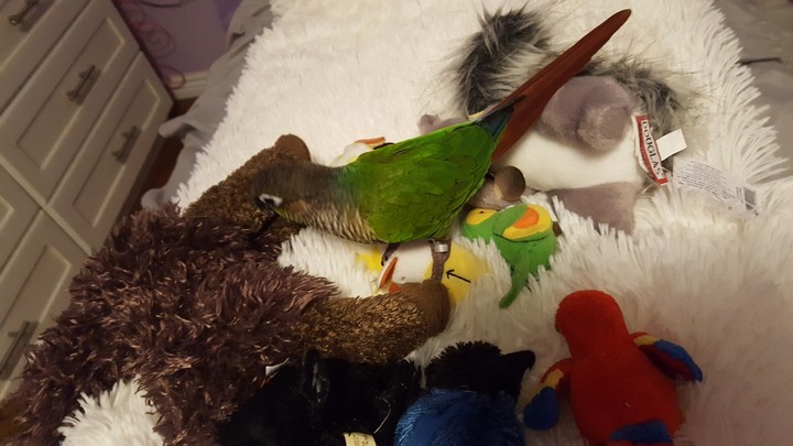 King of stuffies