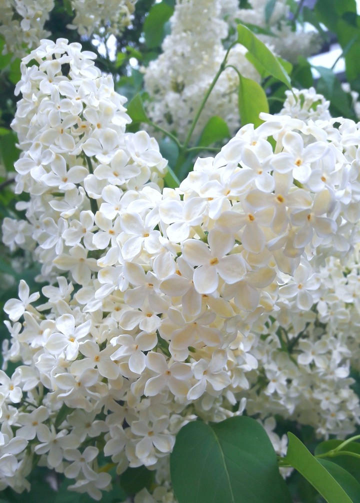 сирень
