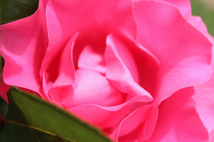 Pink Velvet Rose