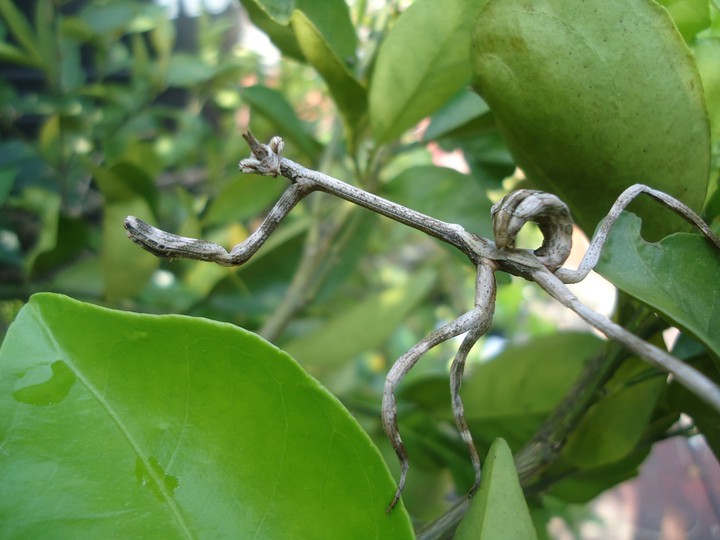 mantis palo