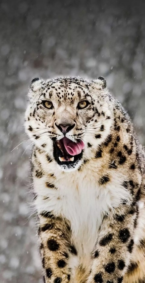 Snow leopard