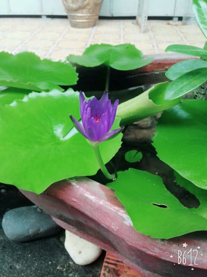 hoa cỏ