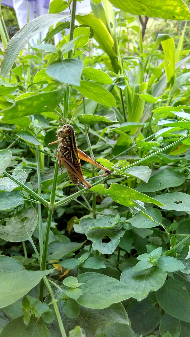 a hopper on bush...