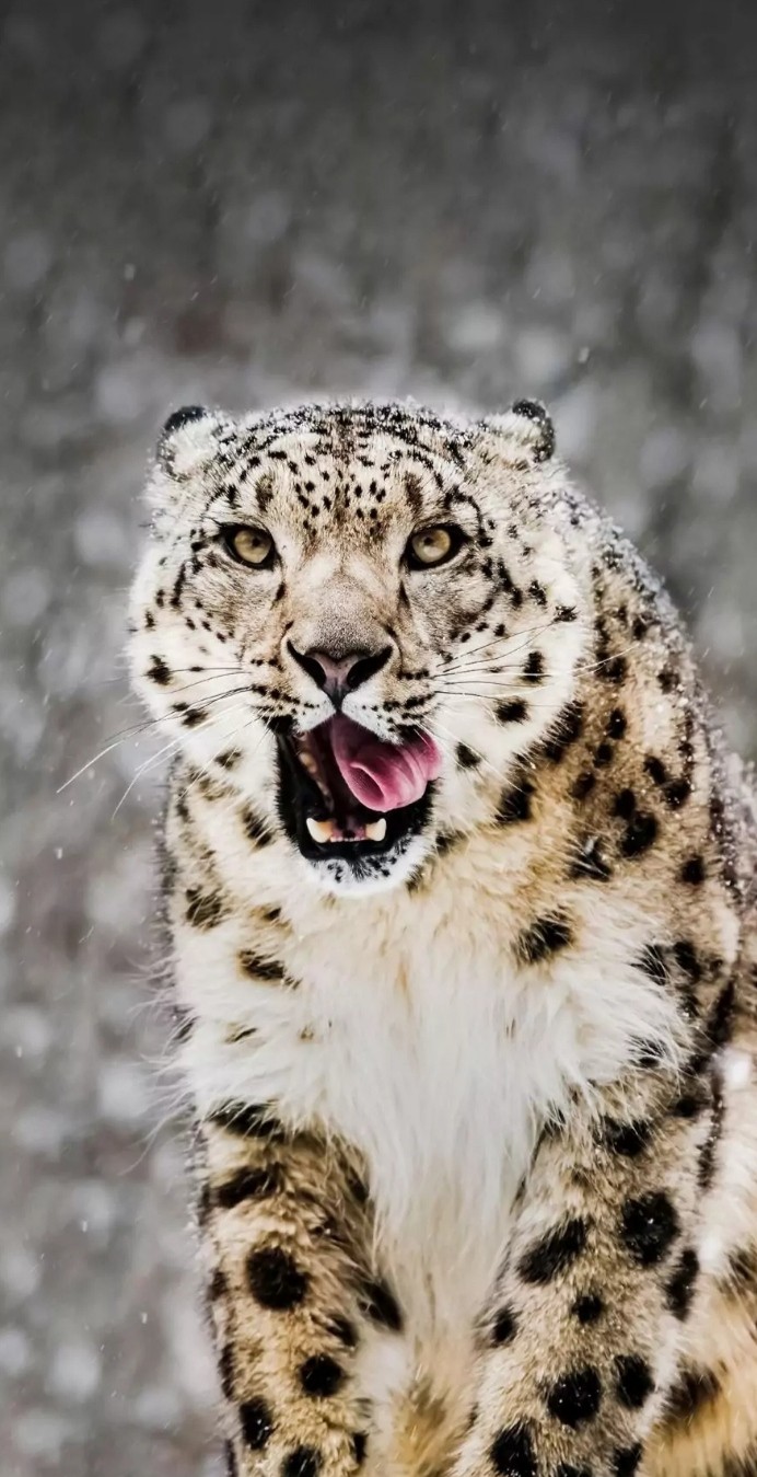 Snow leopard
