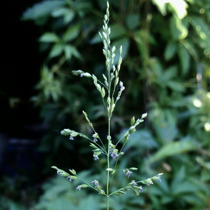 Little Flower