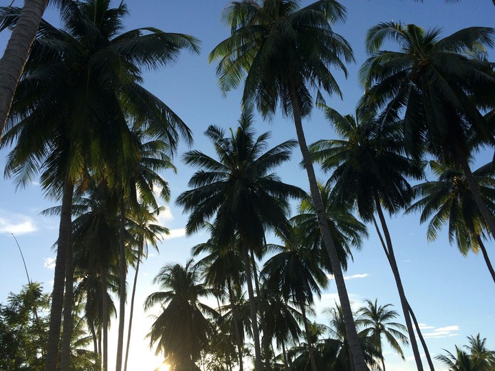 Palm groves at the sunset on Koh Samui