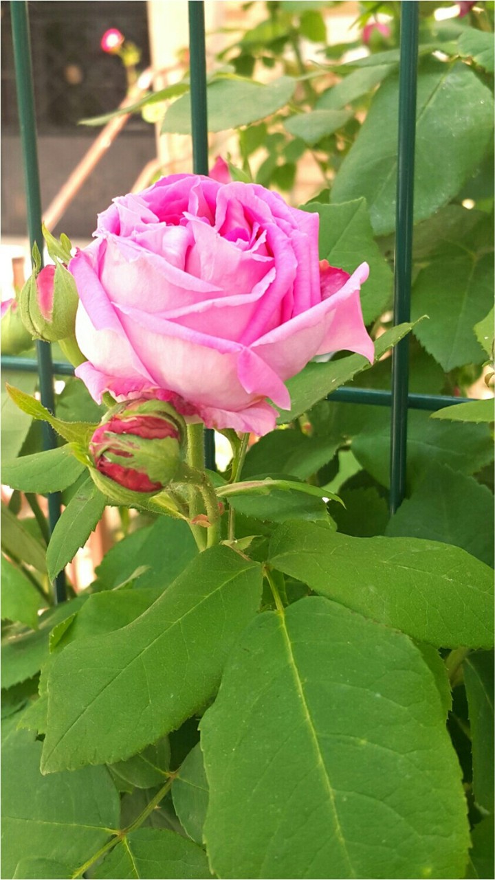 Pink rose