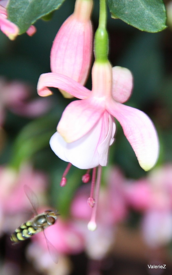 freesia & bee
