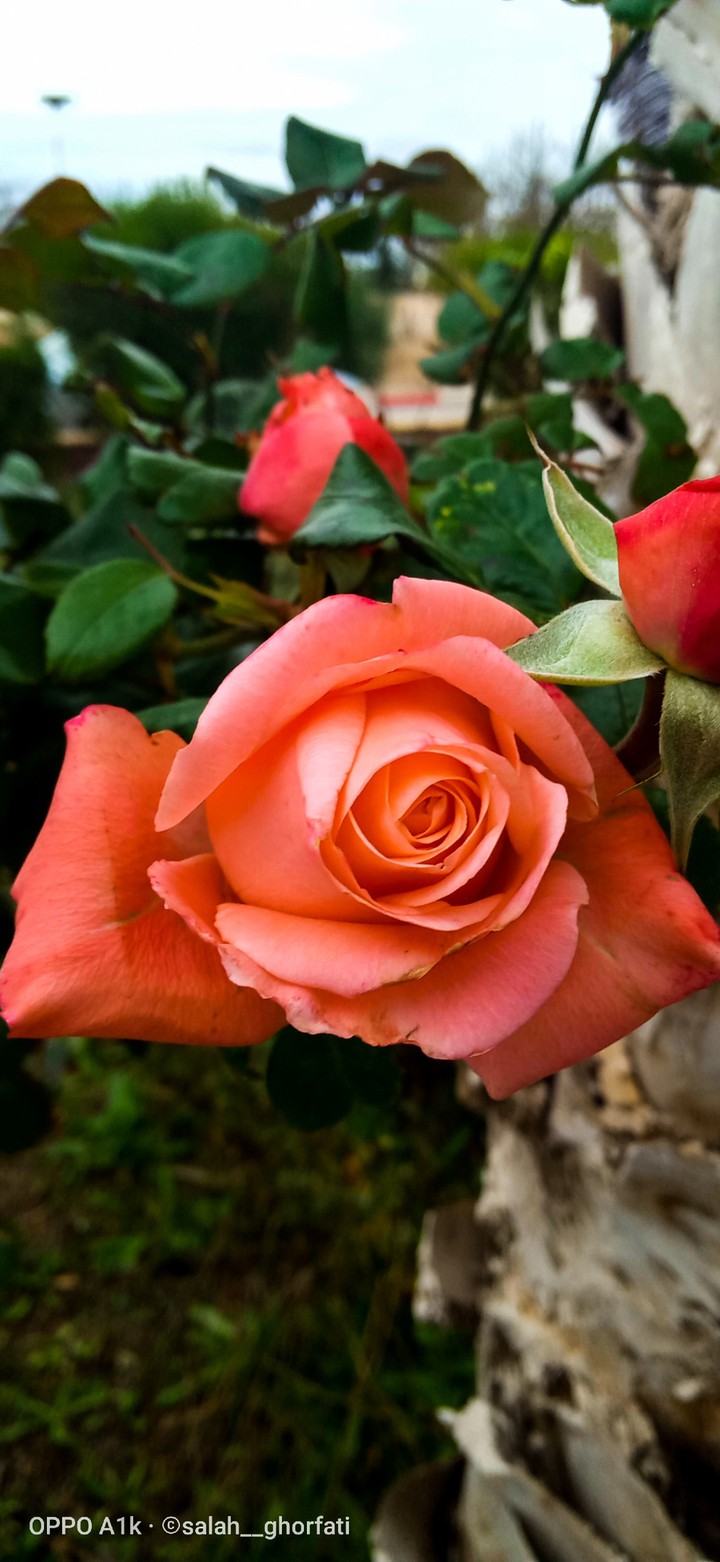 ? Red Rose ? #2