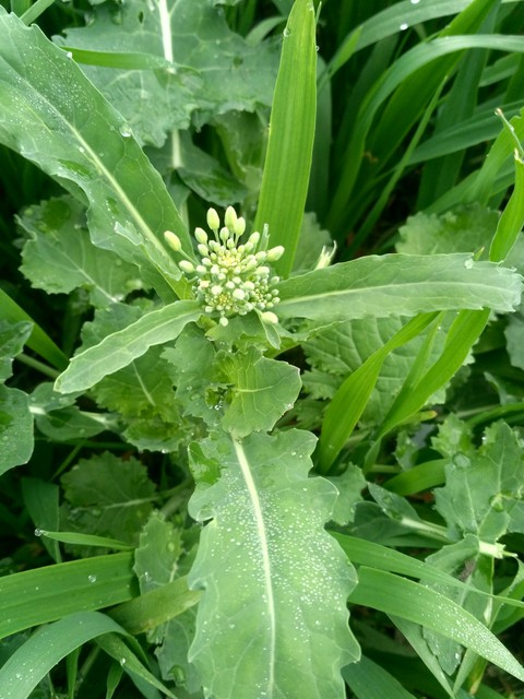green flower